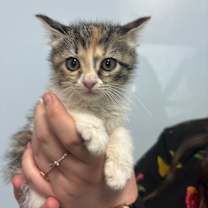 Thumbnail photo of Pocket Pittie #1