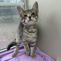 Thumbnail photo of Tootsies #1