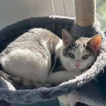 Thumbnail photo of Dipper #1