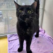 Thumbnail photo of Star Gazer #2