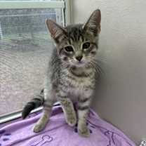 Thumbnail photo of Tootsies #2