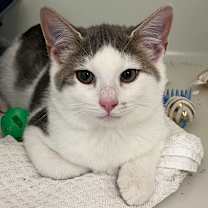 Thumbnail photo of Dipper #2