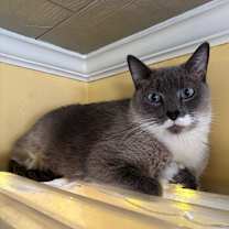 Thumbnail photo of Peanut #1