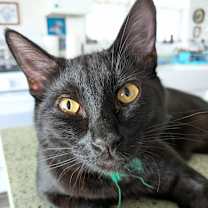 Thumbnail photo of Curtis #1