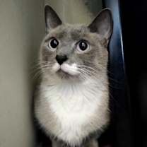 Thumbnail photo of Peanut #2