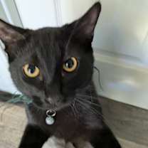 Thumbnail photo of Curtis #2