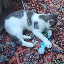 Thumbnail photo of Dipper #3