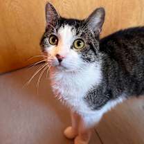 Thumbnail photo of Prince #1