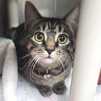 Thumbnail photo of Sassy #1