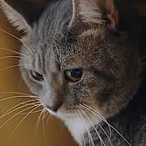 Thumbnail photo of Socks #2