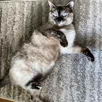 Thumbnail photo of Kitten #2