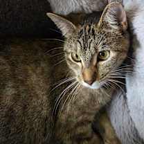 Thumbnail photo of Blossom #1