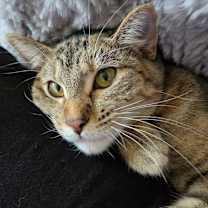 Thumbnail photo of Blossom #3