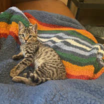 Thumbnail photo of Leo #2