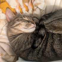 Thumbnail photo of Phoebe #2