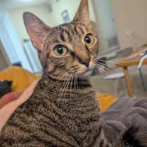 Thumbnail photo of Phoebe #3