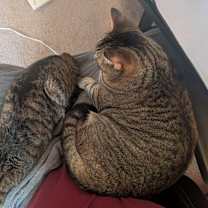 Thumbnail photo of Olive #2