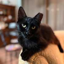 Thumbnail photo of Juniper the cat #1