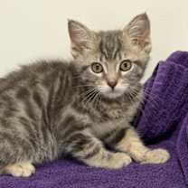 Thumbnail photo of Zion #2