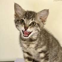 Thumbnail photo of Zion #3