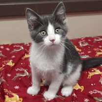 Thumbnail photo of Foxtrot #1