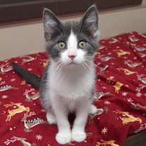 Thumbnail photo of Foxtrot #2