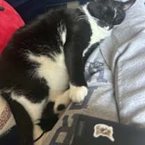 Thumbnail photo of Nija #3