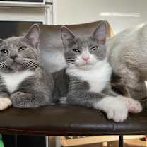 Thumbnail photo of Tweek (Everyones friend) #4