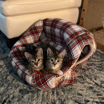 Thumbnail photo of Marge #3