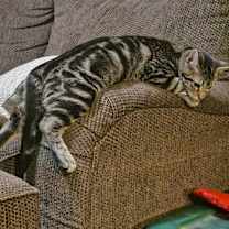 Thumbnail photo of Earl Gray #3