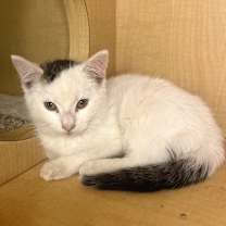 Thumbnail photo of Snow #1