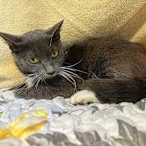 Thumbnail photo of FRANKIE STEIN #1