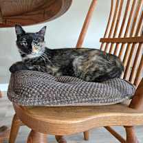 Thumbnail photo of Callie #1