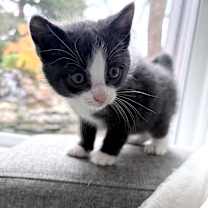 Thumbnail photo of Minnie  #1