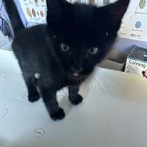 Thumbnail photo of SIR MEOWSALOT #2