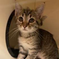 Thumbnail photo of Jolly Gumdrop #1