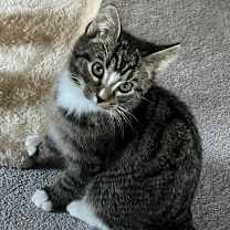 Thumbnail photo of Celio #1