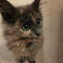 Thumbnail photo of Keeley #4