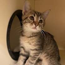 Thumbnail photo of Jolly Gumdrop #2