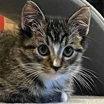 Thumbnail photo of Celio #3