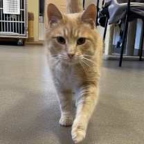 Thumbnail photo of Charleston #1