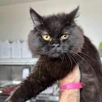 Thumbnail photo of Albert #1