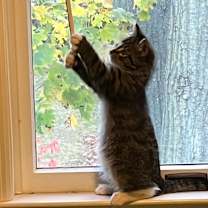 Thumbnail photo of Celio #4