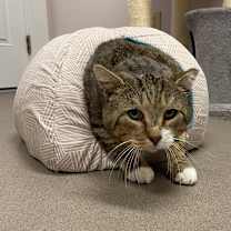 Thumbnail photo of Mischievious #1