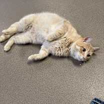 Thumbnail photo of Charleston #2