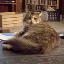 Thumbnail photo of Gingersnap #2