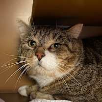 Thumbnail photo of Mischievious #2