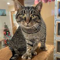 Thumbnail photo of Paws #1