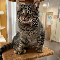 Thumbnail photo of Paws #2