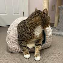 Thumbnail photo of Mischievious #4